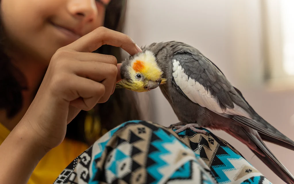 pet bird loved by owner