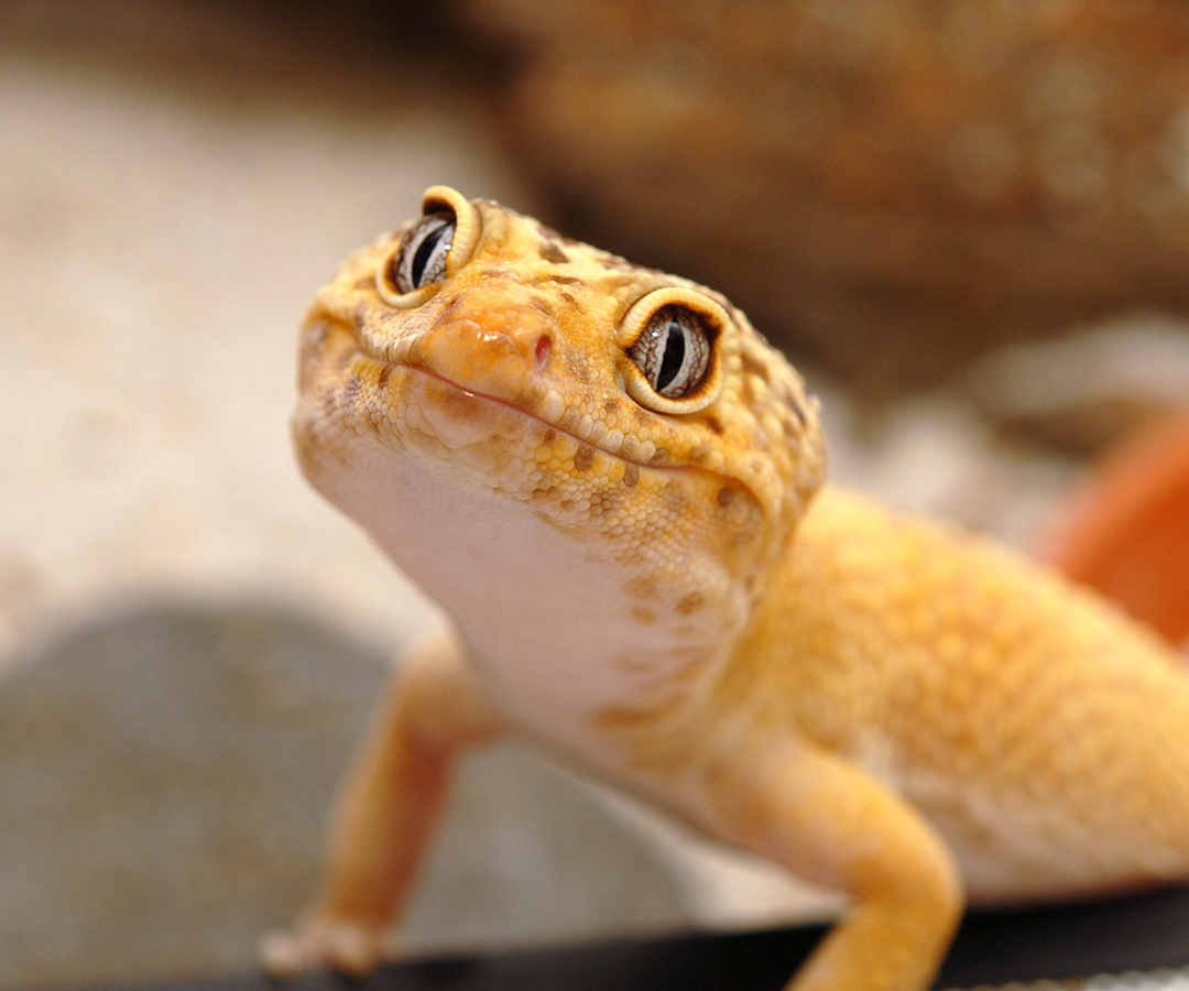 pet leopard gecko