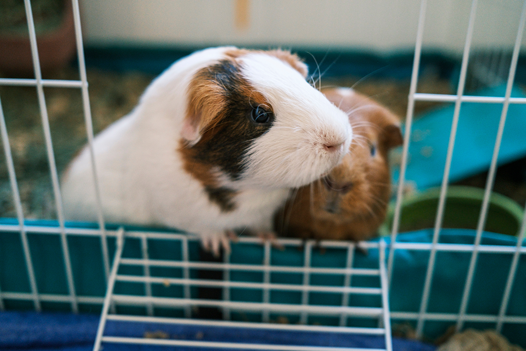 pet guinea pig